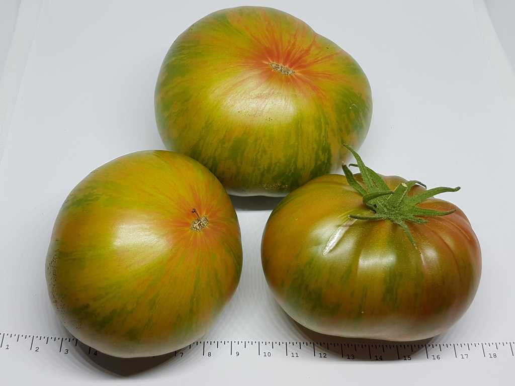 Cherokee Lime Stripes